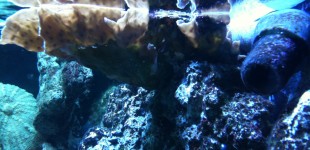 A textile underwater garden