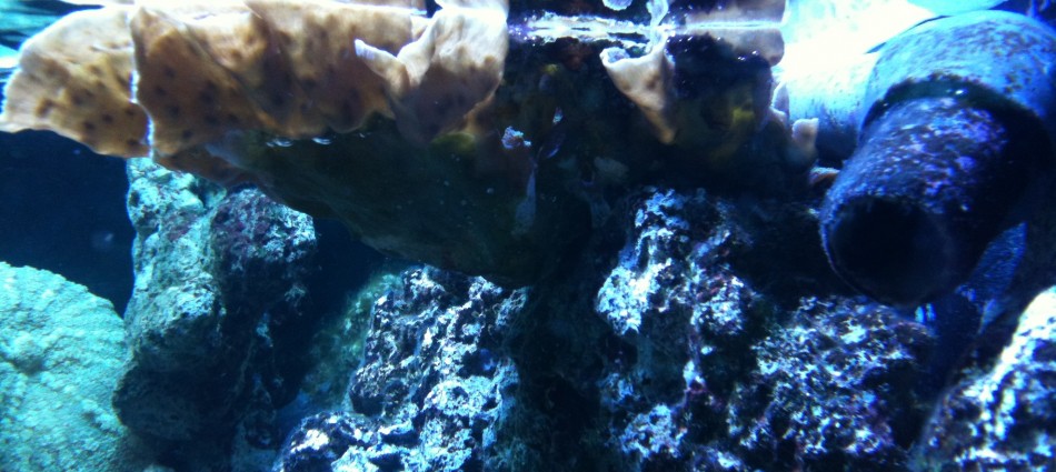 A textile underwater garden